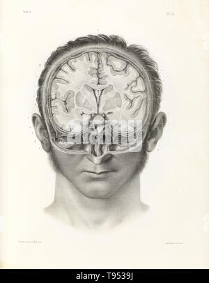 Vintage illustration of anatomy, human brain transversal section into ...