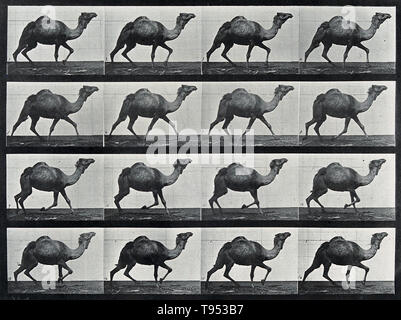 Stop-action photographs of a camel running by Eadweard Muybridge (1830-1904). Muybridge was an English photographer known for his pioneering work in photographic studies of motion and in motion-picture projection. His pioneering work on animal locomotion in 1877 and 1878 used multiple cameras to capture motion in stop-action photographs. In the 1880s, he entered a very productive period at the University of Pennsylvania in Philadelphia, producing over 100,000 images of animals and humans in motion, capturing what the human eye could not distinguish as separate movements. Stock Photo