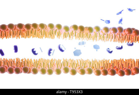 An illustration showing the mechanism of Aspirin and its role in pain relief. Aspirin, also known as acetylsalicylic acid, works in a number of different ways in the body to relieve pain and reduce fever and inflammation. It prevents the production of pain messengers called prostaglandins in the body by inhibiting COX1 and COX2, which are needed to produce prostaglandins. Stock Photo