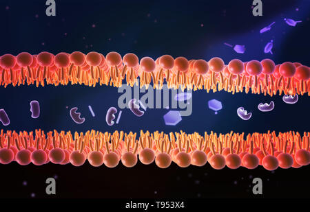 An illustration showing the mechanism of Aspirin and its role in pain relief. Aspirin, also known as acetylsalicylic acid, works in a number of different ways in the body to relieve pain and reduce fever and inflammation. It prevents the production of pain messengers called prostaglandins in the body by inhibiting COX1 and COX2, which are needed to produce prostaglandins. Stock Photo