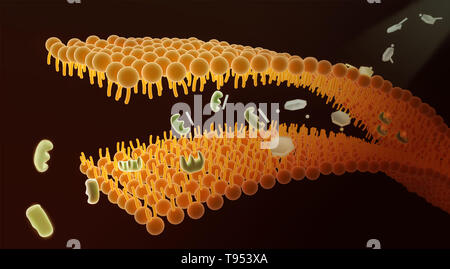 An illustration showing the mechanism of Aspirin and its role in pain relief. Aspirin, also known as acetylsalicylic acid, works in a number of different ways in the body to relieve pain and reduce fever and inflammation. It prevents the production of pain messengers called prostaglandins in the body by inhibiting COX1 and COX2, which are needed to produce prostaglandins. Stock Photo