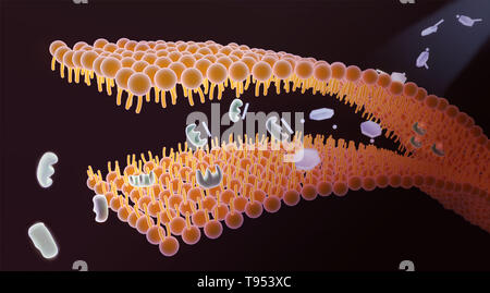 An illustration showing the mechanism of Aspirin and its role in pain relief. Aspirin, also known as acetylsalicylic acid, works in a number of different ways in the body to relieve pain and reduce fever and inflammation. It prevents the production of pain messengers called prostaglandins in the body by inhibiting COX1 and COX2, which are needed to produce prostaglandins. Stock Photo