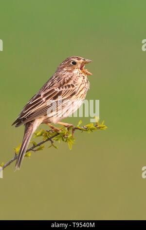 Corn bunting (Emberiza calandra), beautiful songbird sitting and singing on a bush in the morning, Czech Republic Stock Photo