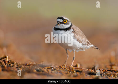 Little ringed plover (Charadrius dubius), beautiful little bird, which lives near lakes, ponds and rivers, South Moravia, Czech Republic Stock Photo