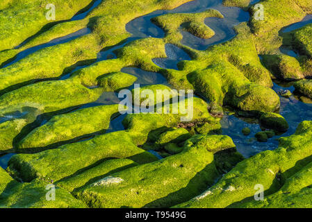 Natural rock formations  and pools on seabed covered by algae and eroded by sea in afternoon sunlight in summer Stock Photo