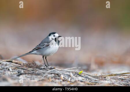 White wagtail (Motacilla alba), small songbird from a beautiful pond in South Moravia, Czech Republic Stock Photo