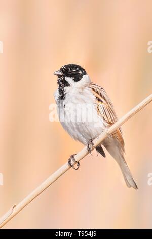 Common reed bunting (Emberiza schoeniclus) male, beautiful songbird sitting and singing on reed, Czech Republic Stock Photo