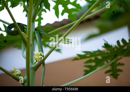 An Angola Green Snake/Western Green Snake on a young papaya tree. Stock Photo