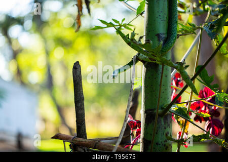 An Angola Green Snake/Western Green Snake on a young papaya tree. Stock Photo