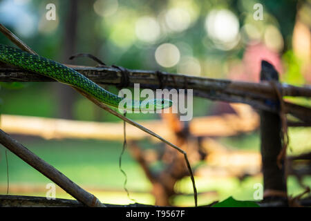 Angola Green Snake/Western Green Snake Stock Photo