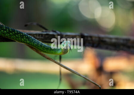 Angola Green Snake with it's tongue out Stock Photo