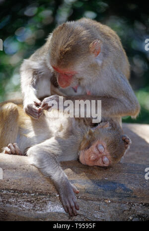 Myanmar. Mount Popa. Macaque Monkeys grooming each other. Stock Photo