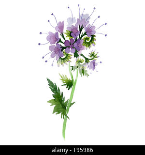 Purple phacelia floral botanical flower. Watercolor background illustration set. Isolated phacelia illustration element. Stock Photo