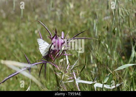 White butterfly with black lines on purple flower in Judean desert Stock Photo