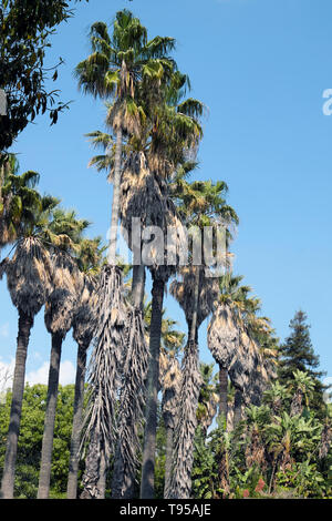 Row of tall palm trees at the entrance to the Jardim Botanico Tropical Belem Tropical Gardens  Lisbon, Portugal, Europe  KATHY DEWITT Stock Photo