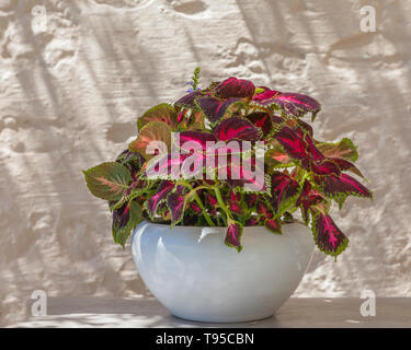 Bright pink luscious garden Begonia in a white porcelain vase. Stock Image. Stock Photo