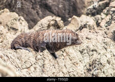 New Zealand fur seal pup (arctocephalus fosteri) Stock Photo