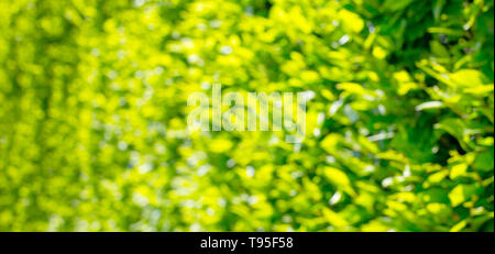 Nature green abstract bokeh background Stock Photo