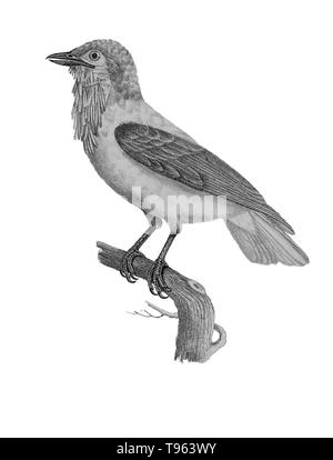 Male bearded bellbird (Procnias averano) from La galerie des oiseaux du Cabinet d'histoire naturelle du Jardin du roi, 1834 edition, written by Louis Pierre Vieillot, with plates by Paul Louis Oudart. Vieillot, a French ornithologist, was the first to describe and name many American bird species. Stock Photo