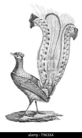 Male superb lyrebird (Menura novaehollandiae) displaying his fancy tail, from La galerie des oiseaux du Cabinet d'histoire naturelle du Jardin du roi, 1834 edition, written by Louis Pierre Vieillot, with plates by Paul Louis Oudart. Stock Photo