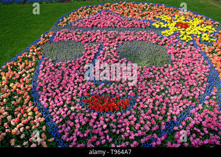 Keukenhof Gardens, Holland, with beautiful colourful face shape flower bed, flowers and blooms in spring. Europe Stock Photo