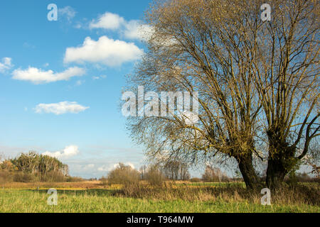 Huge willow tree with dry leaves growing on a meadow and white clouds on blue sky Stock Photo