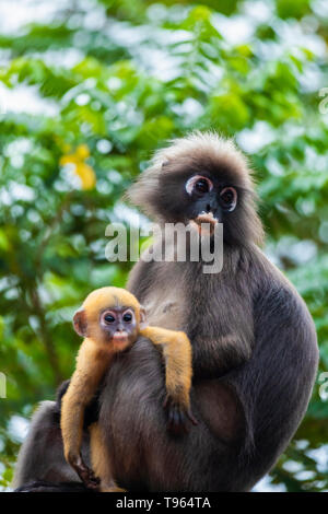 Family of dusky leaf monkey or spectacled langur with yellow baby monkey sitting on the tree. Trachypithecus obscurus Stock Photo