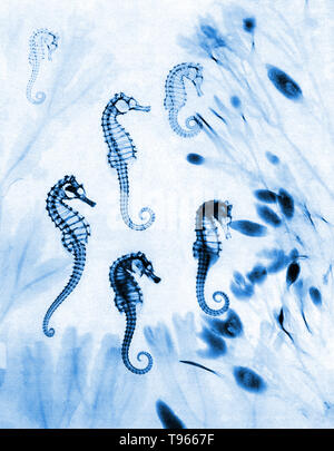 Historical x-ray of seahorses (Hippocampus sp.). The ones that look hollow have been dead for while and are dried out. The others are newly dead, and some internal organs can be seen. The seaweed around the seahorses is serrated wrack (Fucus serratus) at left and bladder wrack (Fucus vesiculosus) at right. This x-ray was made by E. C. le Grice, and was published in London Illustrated News on 12th August 1933. Stock Photo