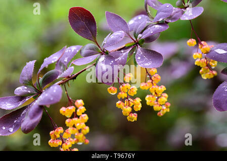 berberis, barberry yellow flowers on twig macro Stock Photo