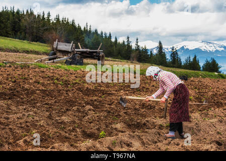 Old woman weeding alone through a potato field during hot day Stock Photo