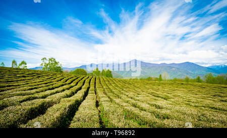 Amazing landscape view of tea plantation Stock Photo