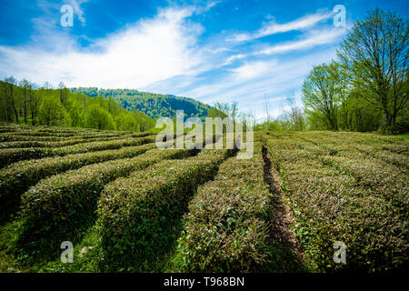 Amazing landscape view of tea plantation Stock Photo