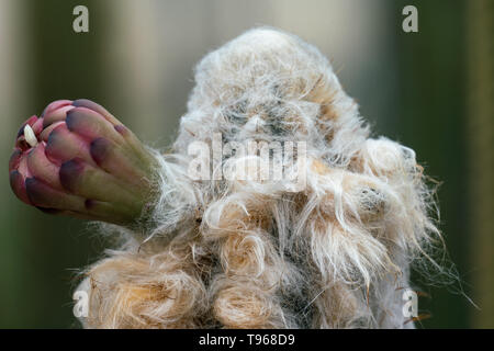 Macro Close up of a very hairy blooming cactus of the species Pilosocereus leucocephalus with a hugh flower bud, lots of hair and bokeh background Stock Photo
