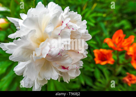 Beautiful pastel pink Paeonya peony blossom flower Stock Photo