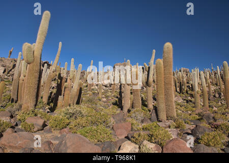 Giant cardon cacti (Echinopsis atacamensis) on Isla Incahuasi, Salar de Uyuni, Bolivia Stock Photo