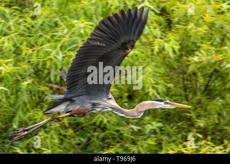 Great Blue Heron in flight above the Guana River near Mickler Beach in Ponte Vedra Beach, Florida. (USA) Stock Photo