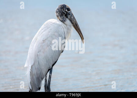 Wood stork at the Guana Tolomato Matanzas National Estuarine Research Reserve (GTM Research Reserve) in Ponte Vedra Beach, Florida. (USA) Stock Photo
