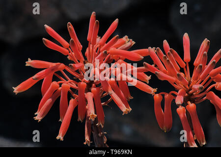 blossom of aloe vera plants against dark stone background Stock Photo