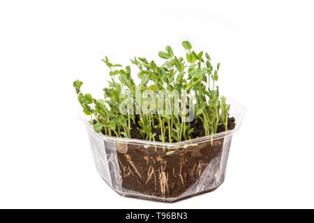Green sugar pea stem and leaves are great and healthy alternative to salad in early spring. Pisum sativum growing in transparent flower pot, can see r Stock Photo