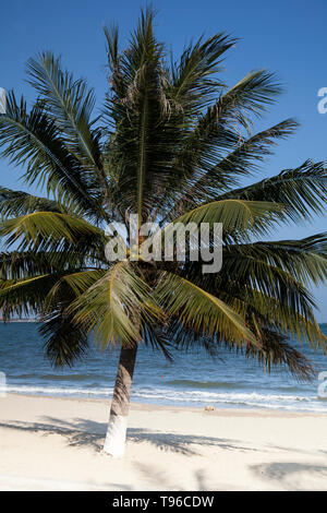 Beach with palms at TTC Resort, South China Sea, Ninh Thuan,Vietnam, Asia Stock Photo