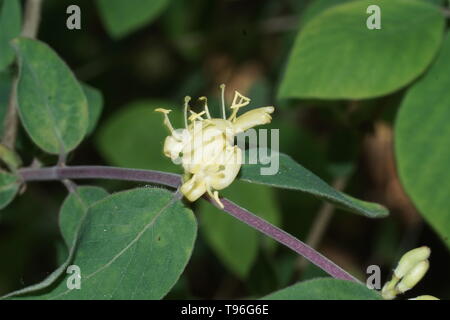 Lonicera quinquelocularis Stock Photo