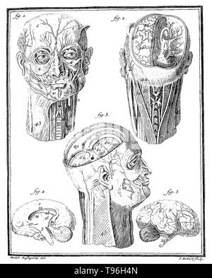 Comte de Buffon: Histoire Naturelle, V.III. Anatomical drawing of human head showing different compartments of the brain.The Histoire Naturelle, générale et particulière, avec la description du Cabinet du Roi (Natural History, General and Particular, with a Description of the King's Cabinet) is an encyclopedic collection of 36 large (quarto) volumes written between 1749-1804 by the Comte de Buffon, and continued in eight more volumes after his death by his colleagues. Stock Photo
