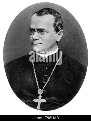 Gregor Johann Mendel (July 20, 1822 - January 6, 1884) was an Austrian scientist and Augustinian friar who gained posthumous fame as the founder of the new science of genetics. Mendel conducted experiments in a monastery in the 1860's with garden peas, working out the law of heredity based on ''factors'' (genes) that decide which characteristics are passed from parent to offspring. His documented work was entitled: ''Experiments with Plant Hybrids''. Stock Photo