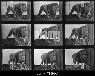 A lion prowling. The more than seven hundred movement studies in Muybridge's Animal Locomotion series range from methodical investigations of the torqued actions of men, women, and a veritable bestiary to compendia of the more banal actions of daily life. Progenitors of filmic technology, Muybridge's sequences, often reconfigured for legibility rather than strict accuracy, were intended both for scientific scrutiny and artistic investigation. Stock Photo