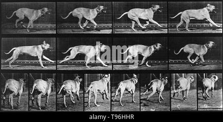A dog running. The more than seven hundred movement studies in Muybridge's Animal Locomotion series range from methodical investigations of the torqued actions of men, women, and a veritable bestiary to compendia of the more banal actions of daily life. Progenitors of filmic technology, Muybridge's sequences, often reconfigured for legibility rather than strict accuracy, were intended both for scientific scrutiny and artistic investigation. Stock Photo