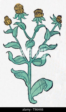 Unidentified plant. The Hortus Sanitatis (Garden of Health), the first natural history encyclopedia, was published by Jacob Meydenbach in Germany, 1491.  He describes plants and animals (both real and mythical) together with minerals and various trades, with their medicinal value and method of preparation. The hand-colored woodcut illustrations are stylized but often easily recognizable. 1547 edition. Stock Photo