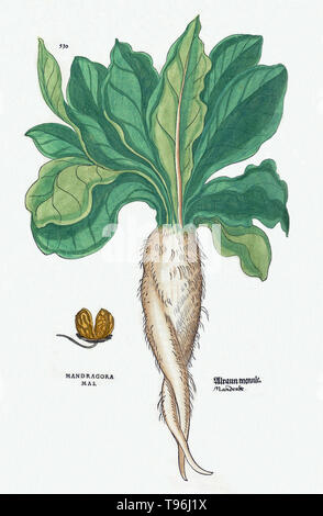 Mandrake Mandragora Root Vector Images (85)