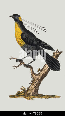 Historical illustration of a golden-throated bird of paradise sitting on the branch of a tree. Stock Photo