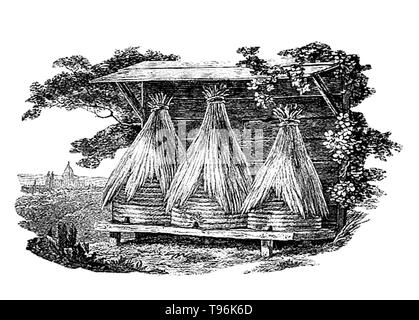 Bell-shaped hives, known as a skeps, are made from some type of grass, reed or rope. This type of hive was cheap and easy to construct. In its simplest form, there is a single entrance at the bottom and there is no internal structure provided for the bees and the colony must produce its own honeycomb, which is attached to the inside of the skep. It has the disadvantage that it is difficult to harvest the honey. The technology of beekeeping has remained fairly constant throughout the centuries. Stock Photo