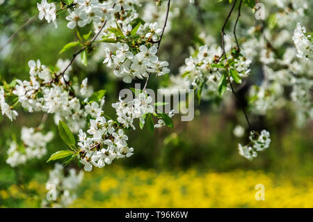 Ornamental garden with majestically blossoming large cherry trees and Apple trees on a fresh green lawn. Stock Photo